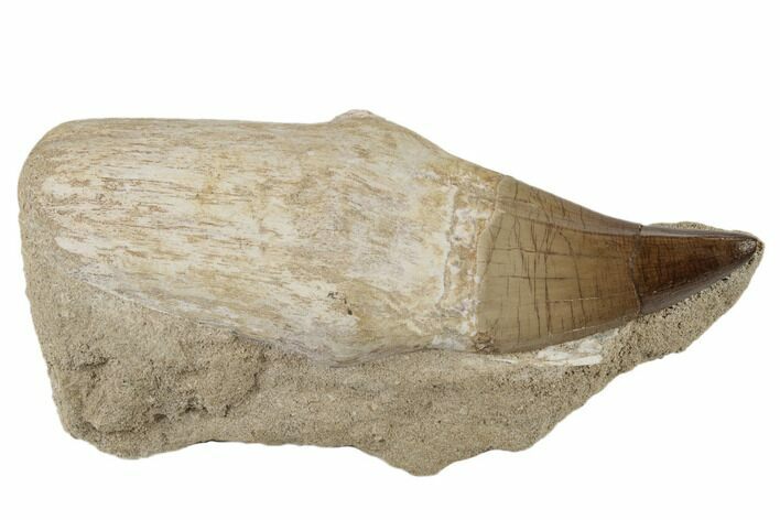Fossil Rooted Mosasaur (Prognathodon) Tooth In Rock- Morocco #192522